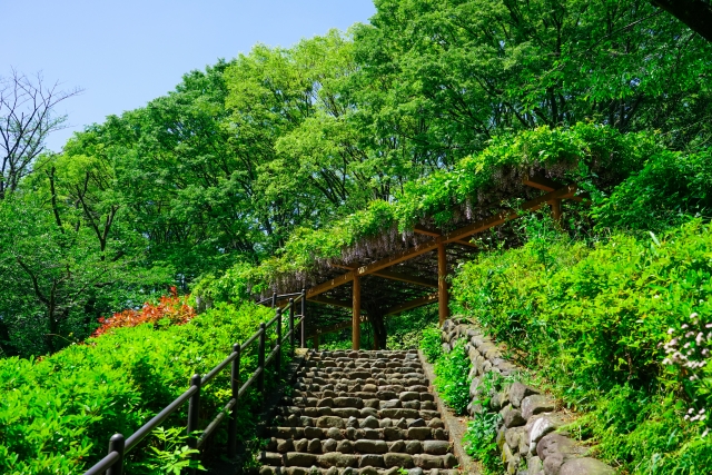 東高根森林公園